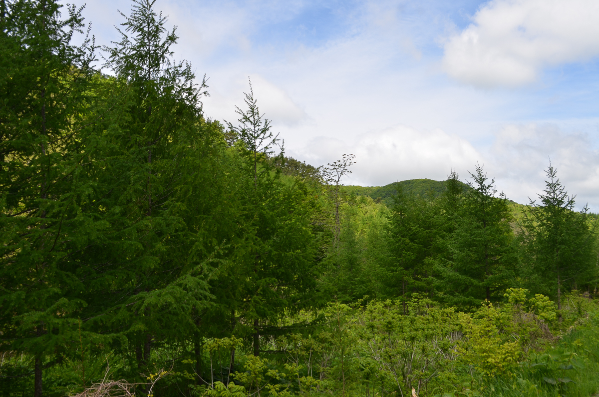 岩手県　さわぐるみ樹皮の採取